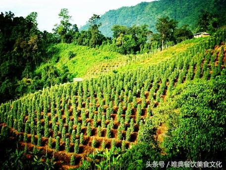 烹飪用的黑胡椒與白胡椒有什么區別？