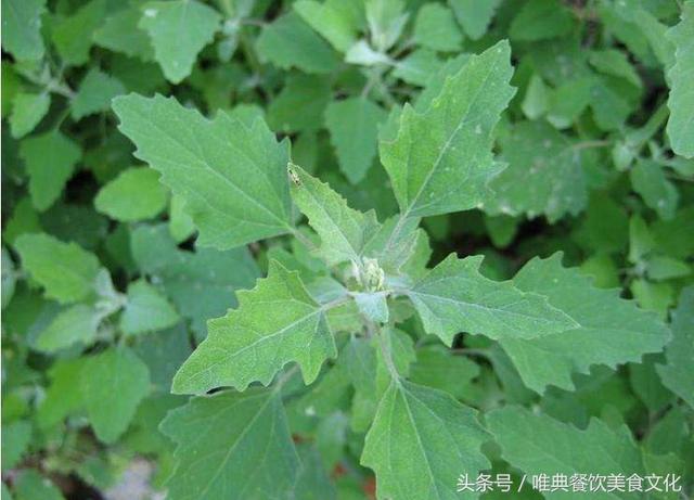 西安唯典小吃培訓教您做野菜（十九）灰灰菜