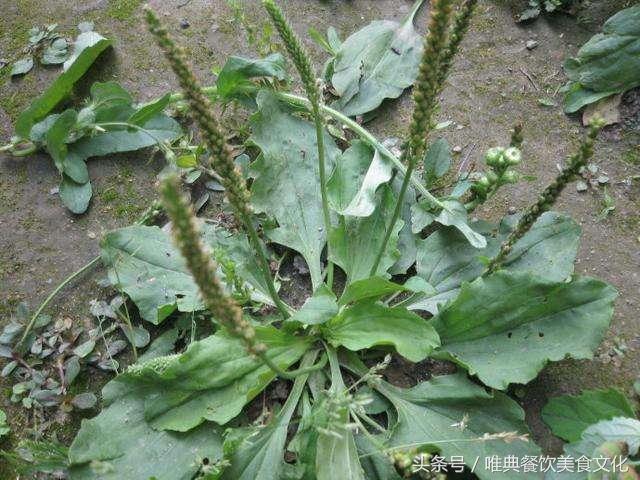 西安唯典小吃培訓教您做野菜（十八）車前草