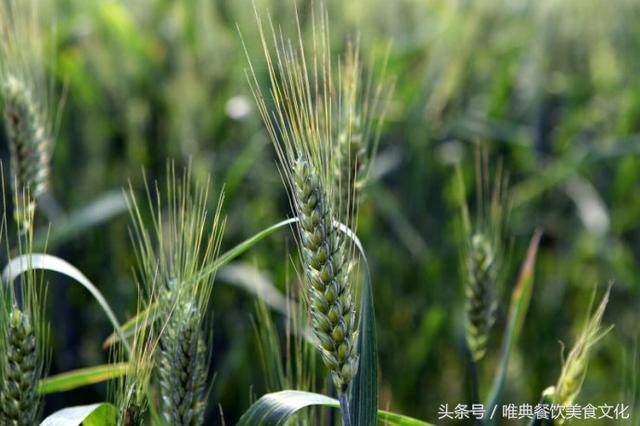 中國北方人什么時候把小麥面粉當做主食