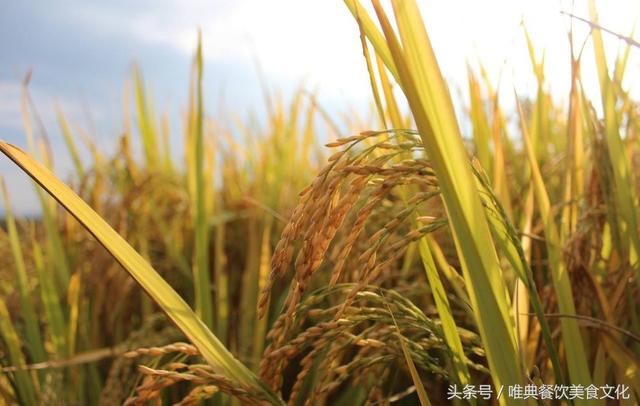各種小麥面粉種類及區別